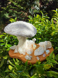 Magic Mushrooms